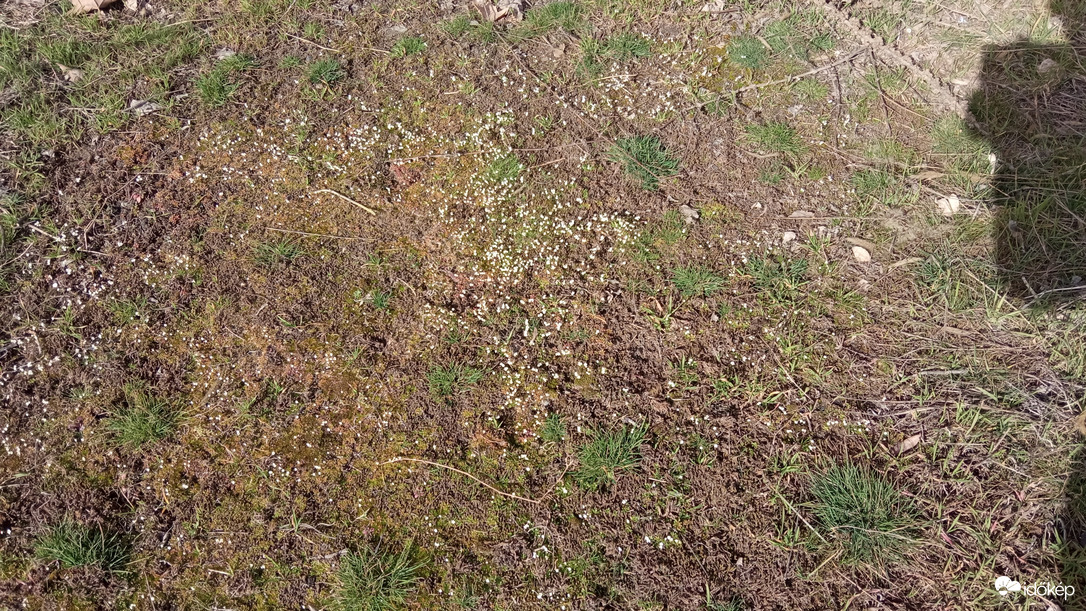 1. Mi lehet ez a kis fehér "folt" a fűben?