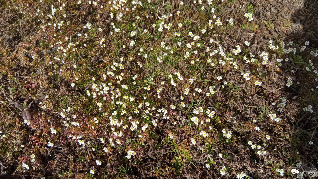 2. Apró virágok :)