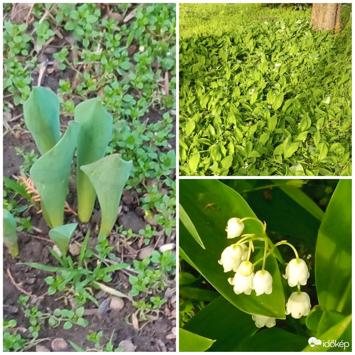 Február 26. (bal) - április 6. (jobb)