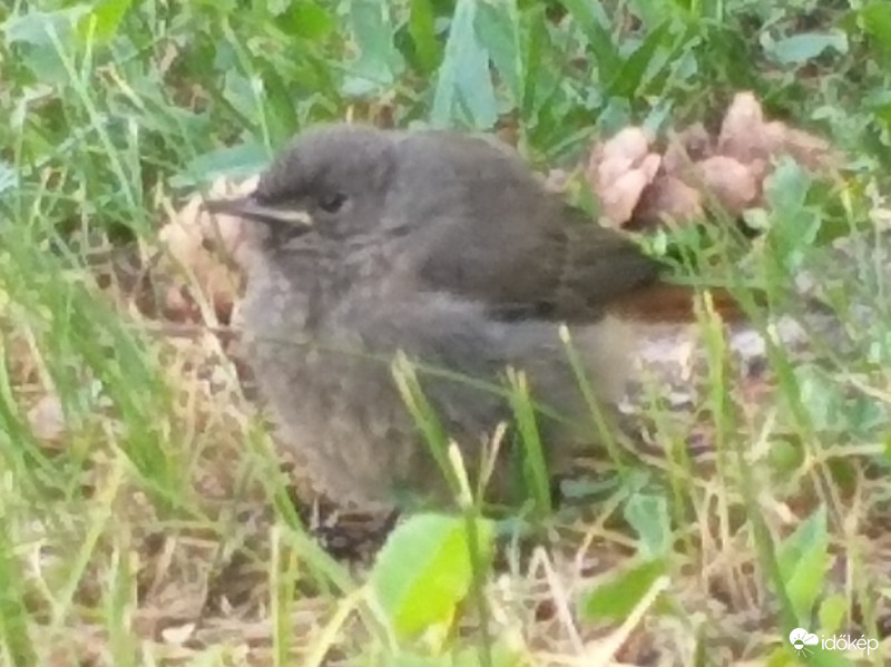 Rozsdafarkú táplálékra várva