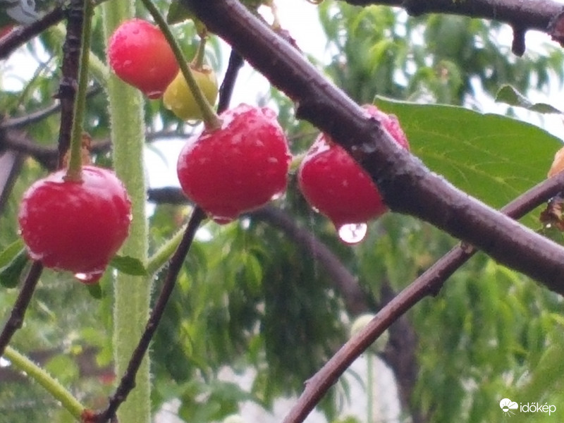 Megfürödve, fénylőn, tisztán