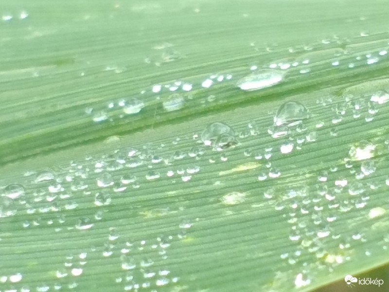 Gyöngysorok a kukorica levelén