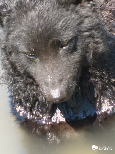 A jól megérdemelt phihenés