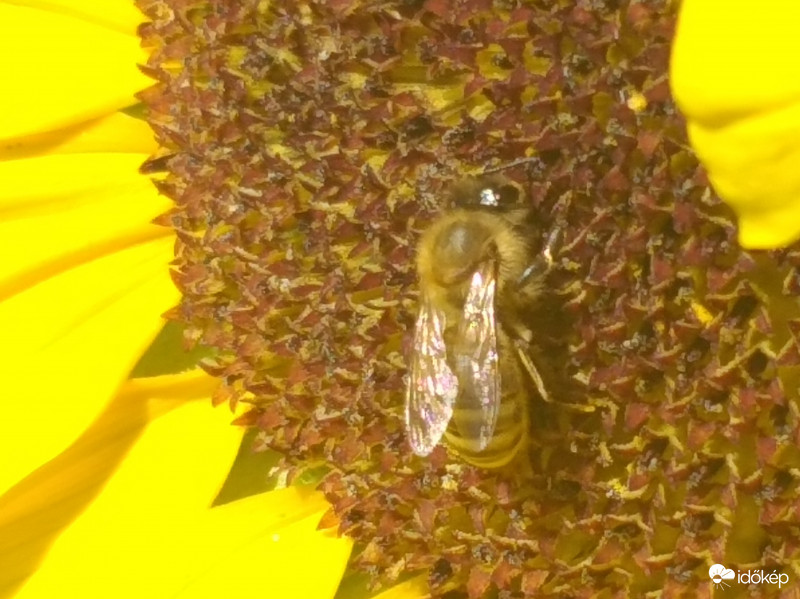 Egy nagyon várt vendég