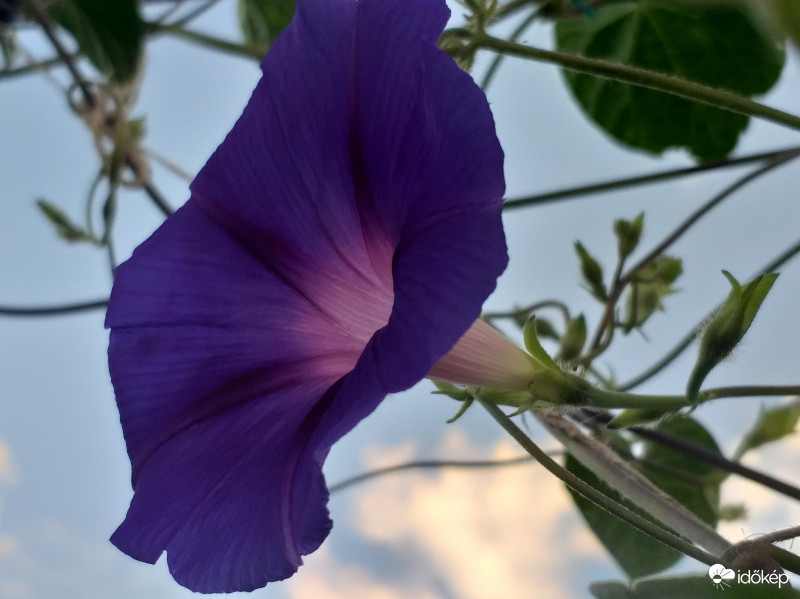 Hirdeti hogy; minden Szép!