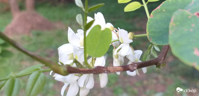 Akácvirág nyílt Nagyboldogasszony ünnepére 