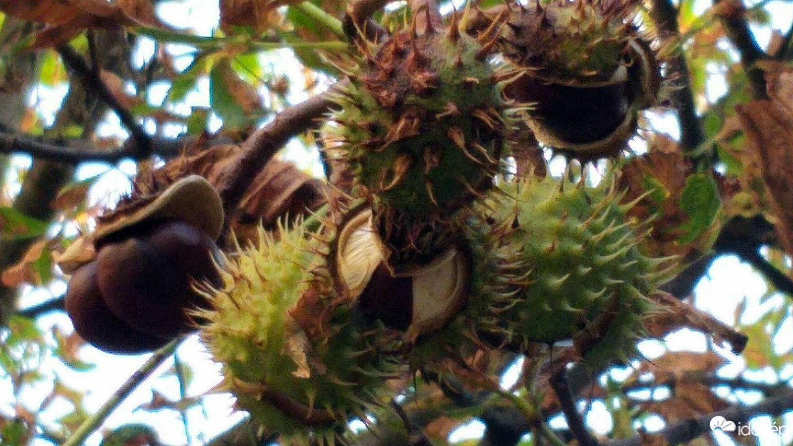 Pottyanásra készen