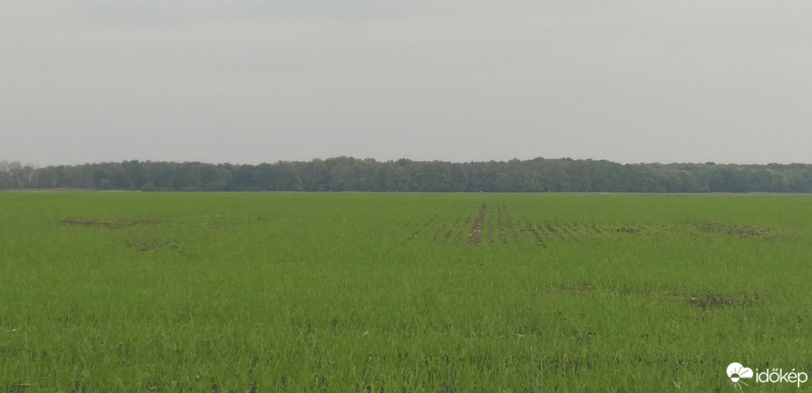 Kizöldült vetések