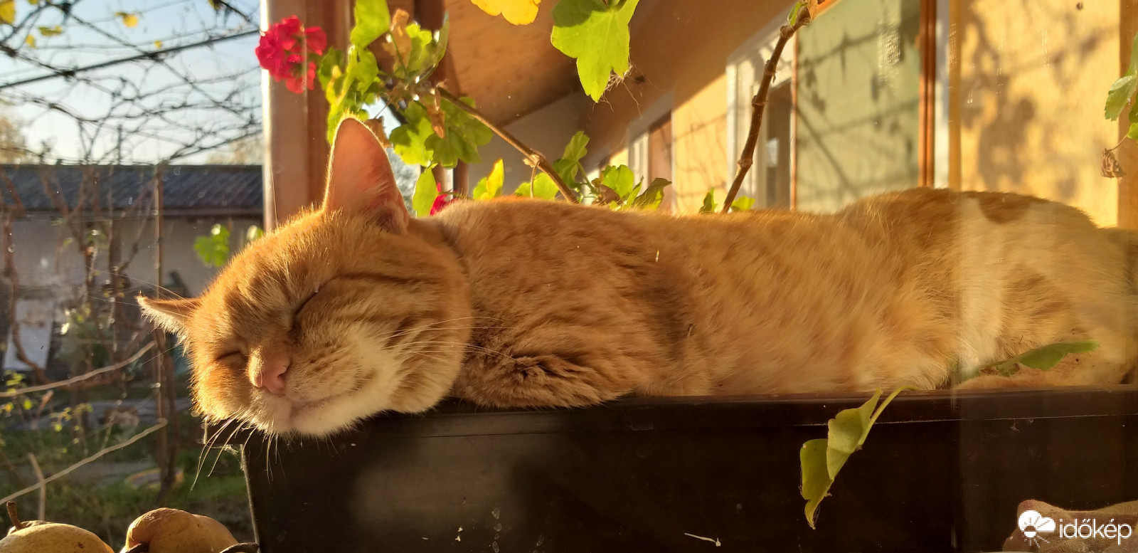 Ablakomba szép muskátli...