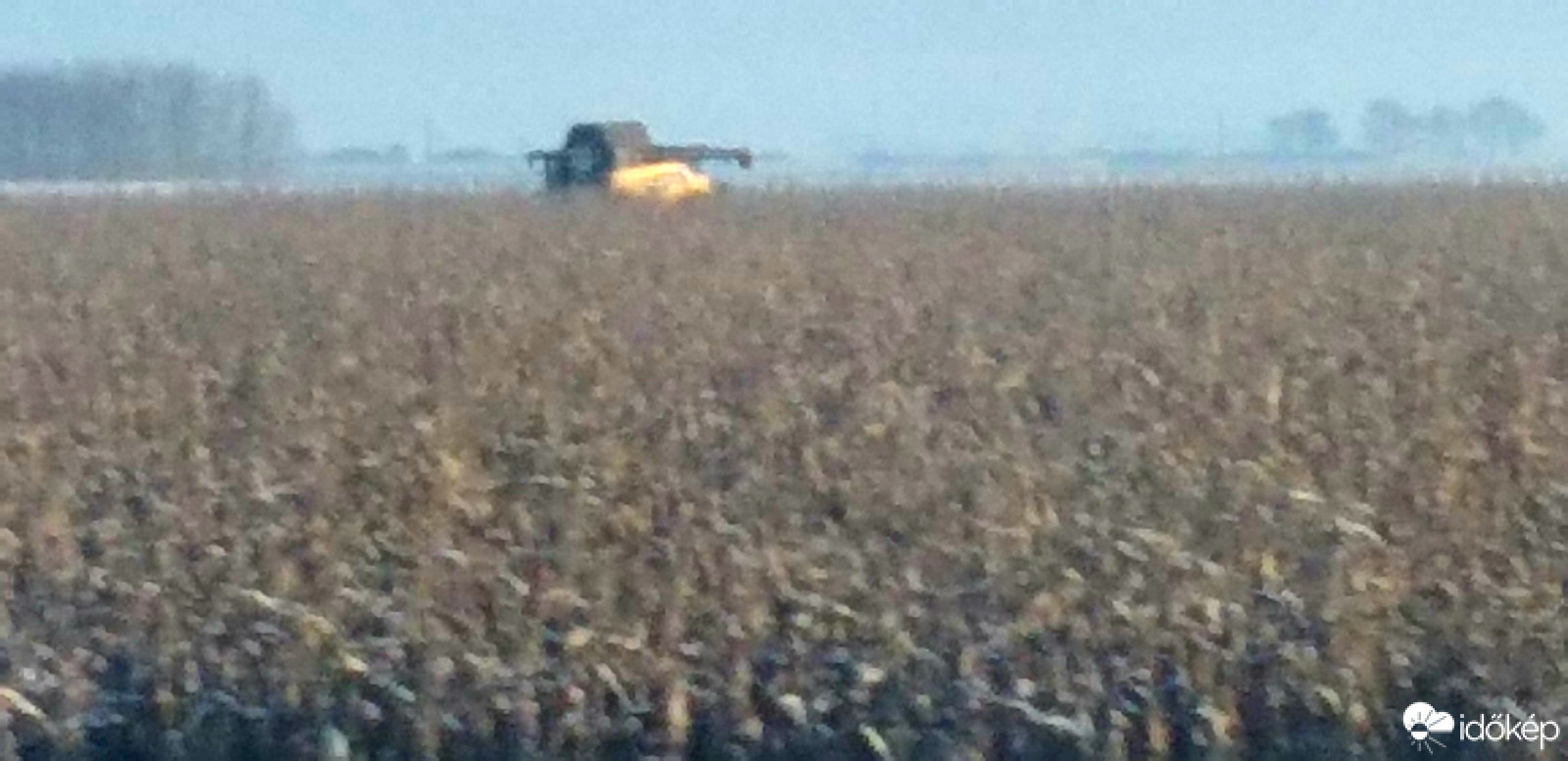 Kukorica aratás fagyban