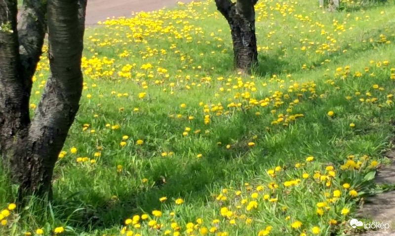 Gyermekláncfű virágszőnyeg 