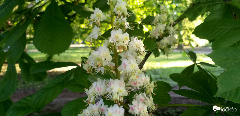 Vadgesztenye "kincse"