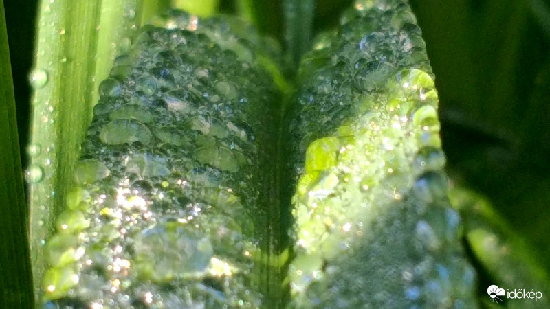 "Minden hely foglalt!"