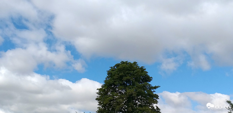 Az égig érő fa :)