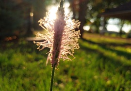 napszava fotója