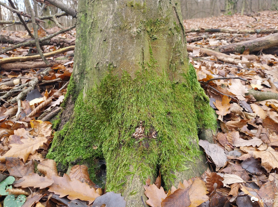 Óvatosan lép egyet az Ősz,  csöndben zörren  az avar....