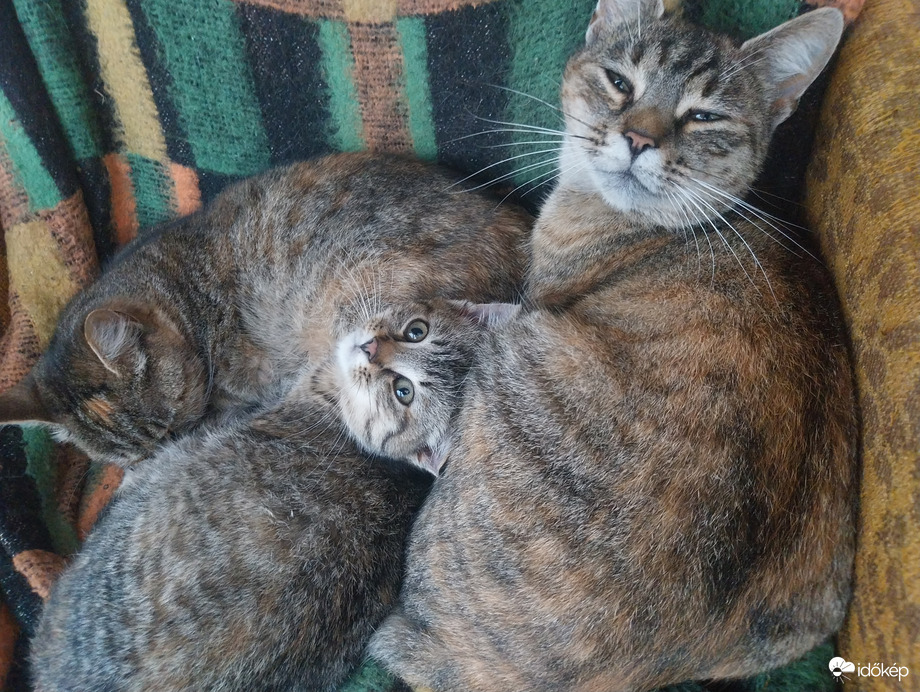 Lustálkodó macskák