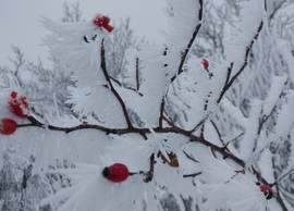 Egy kis színt a fagyos világba!