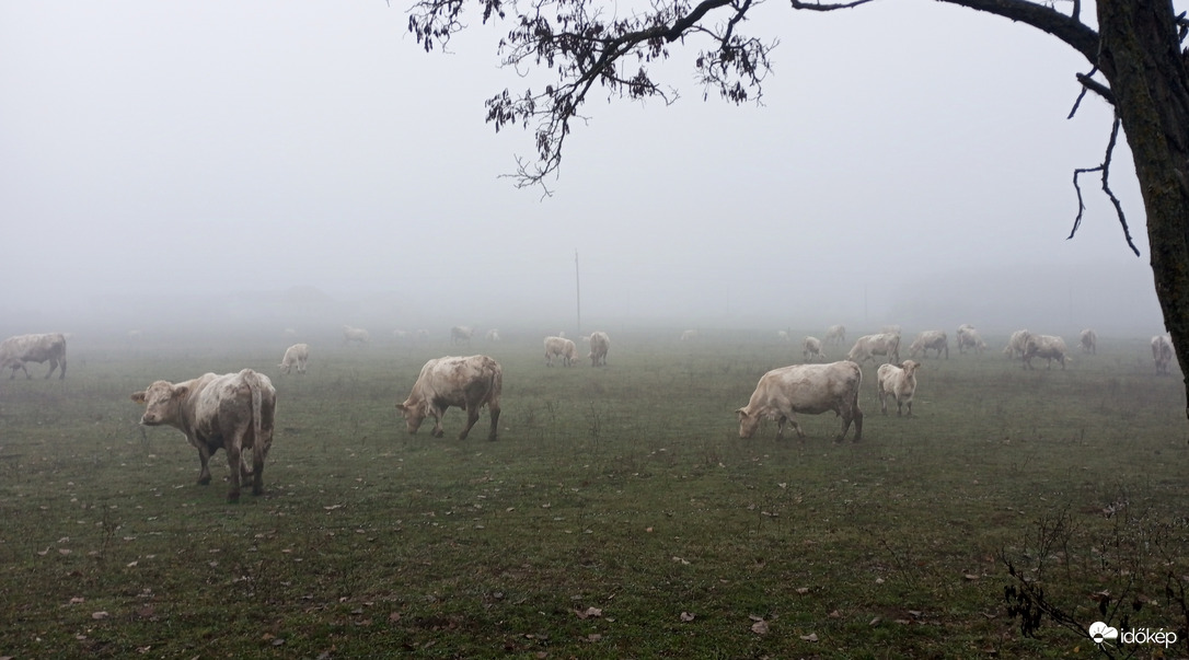 Tehenek a végtelenben