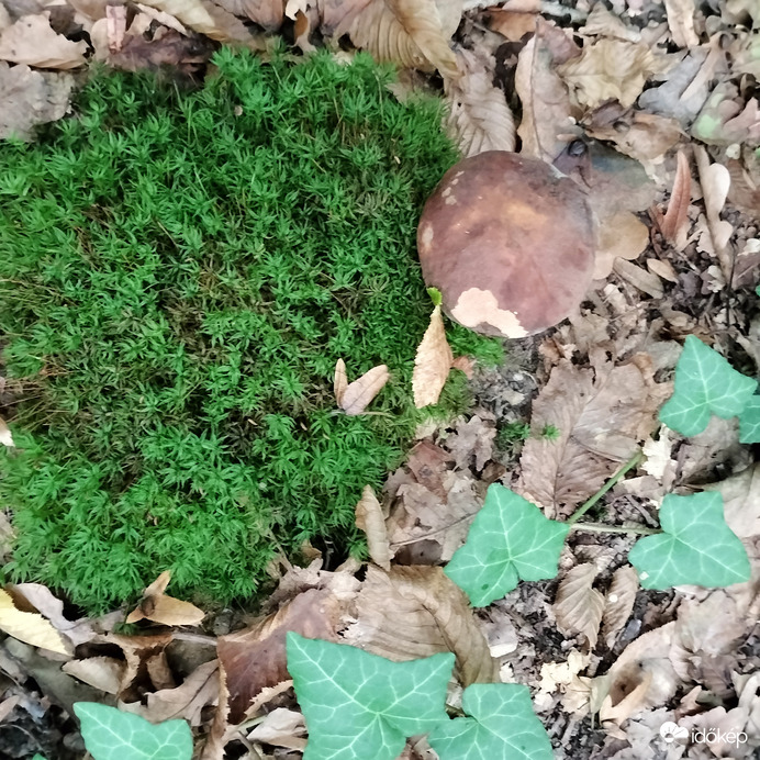 Természet csodái 