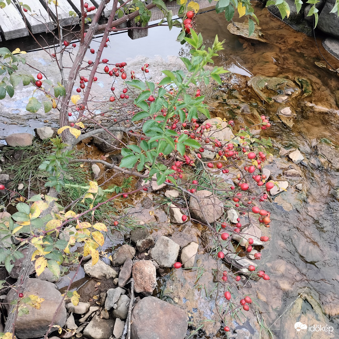 Romániai csipkebogyó 