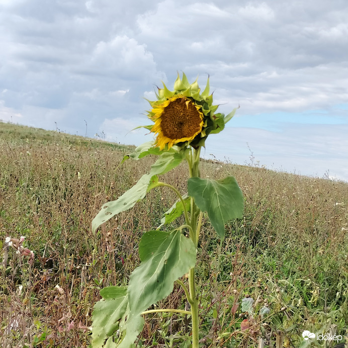 Virágzó természet ősszel 