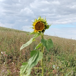 Virágzó természet ősszel 