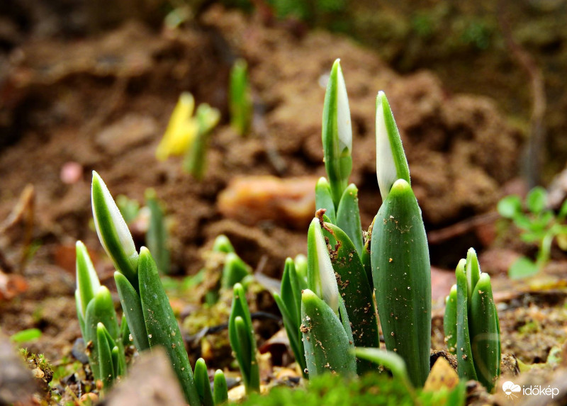 Korai hóvirágok 