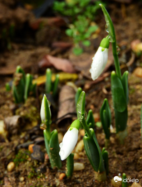Mai hóvirágos fotóm :) 