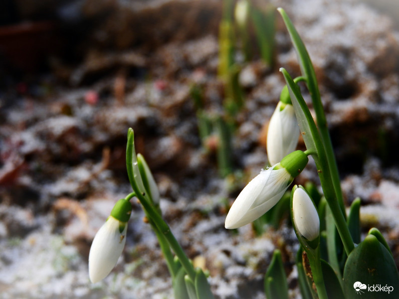 Szépen fejlődnek a hóvirágok... 