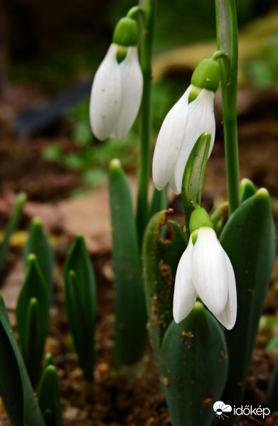 Kezdenek nyílni a hóvirágok! 