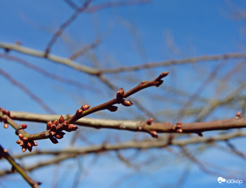 Hol vagy tél...? Már a somfa is tavaszt érez...