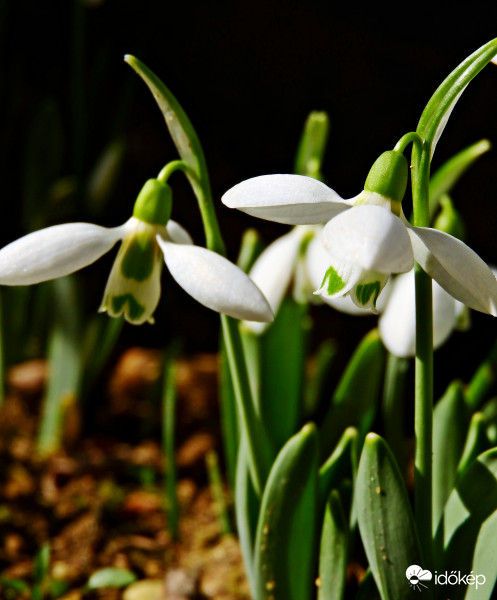 Januári ritkaságok :) 