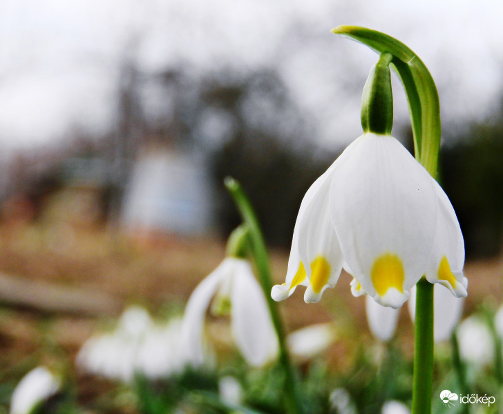 Nyílik már a tőzike is. :) 