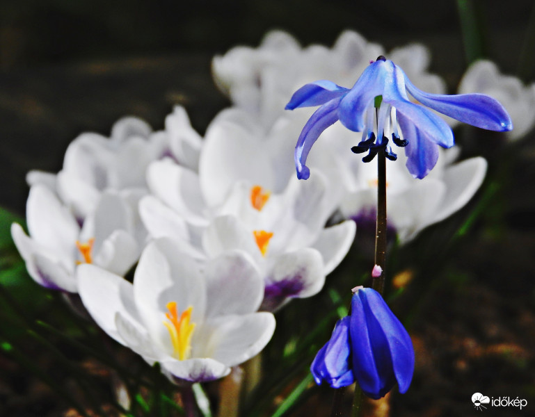 A csillagvirágok is előbújtak, virágoznak. :) 