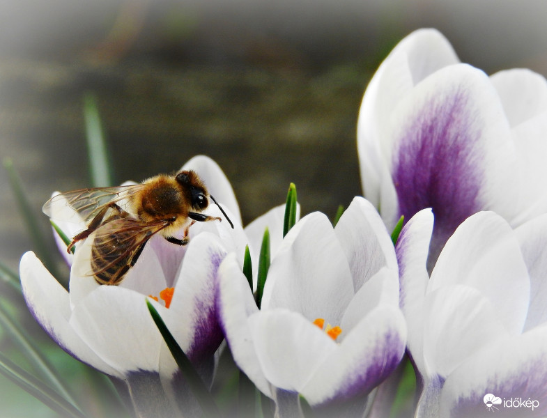 Krókuszok, Zümivel :) 