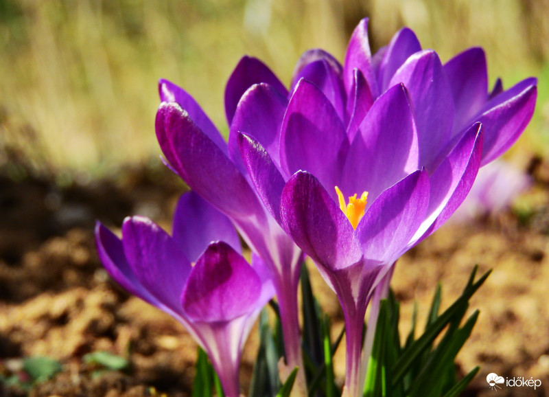 Még mindig csodaszépek a krókuszok (is) :) 