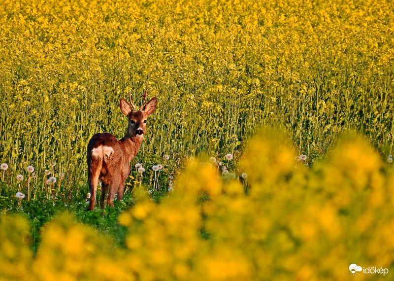 Ma esti boldogságom. Fiatal őzbak a repcemezőn.