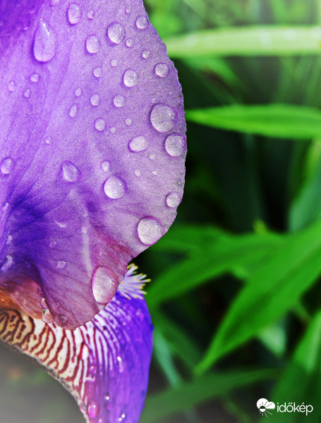 Írisz, cseppekkel :) 