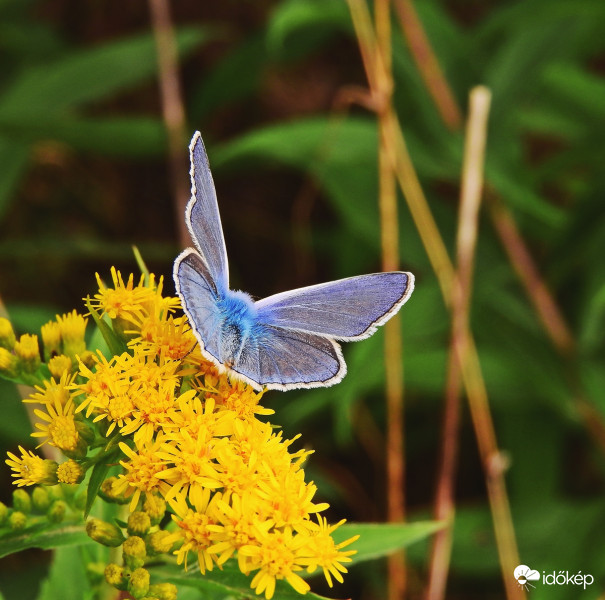Boglárkalepke őszi napsütésben