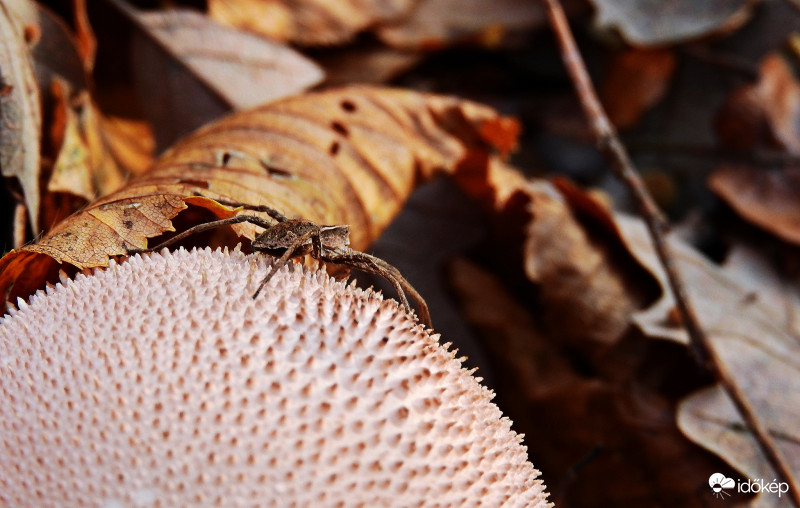 Az utolsó - őszi jellegű fotóm, idénre.
