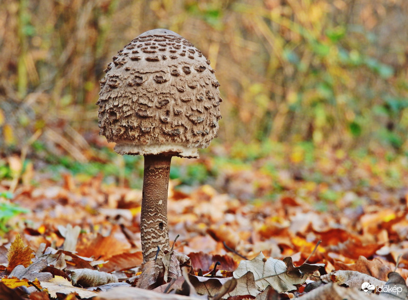 Őszi hangulat, őzlábgombával :) 
