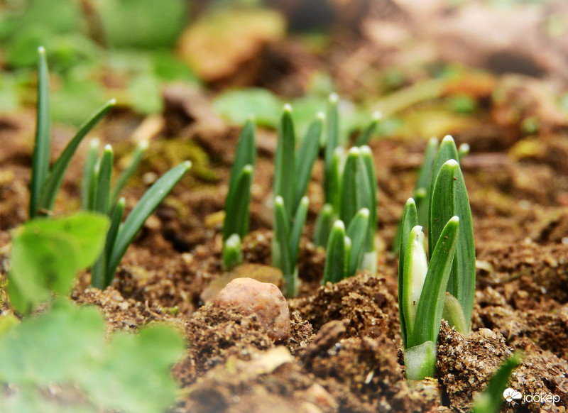 Bújnak a hóvirágok 