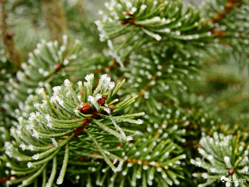 Fagyos fenyőágak 