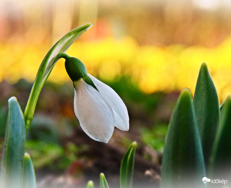 Tavaszt idéző 