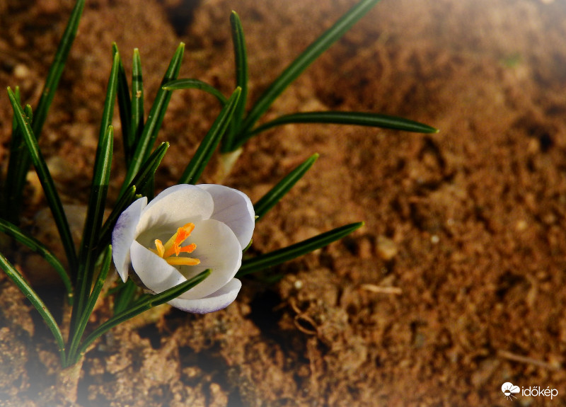 Idei első krókuszunk :) 