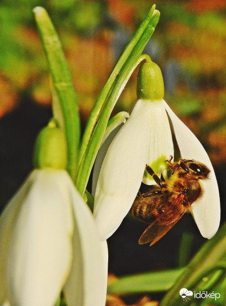 Mai méhecskés fotóm! :) 
