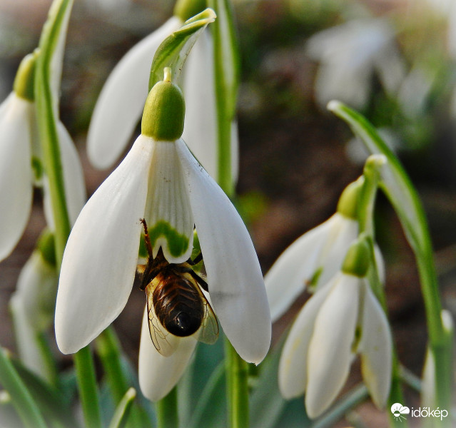 Méhecske "vadászat" :) 