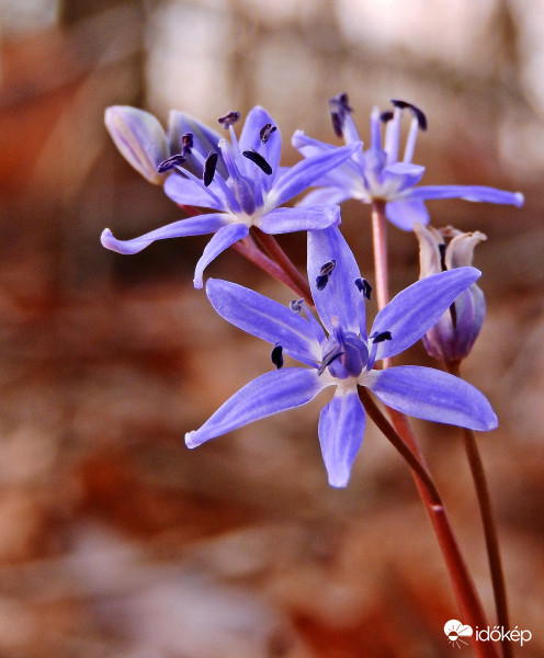 Csillagvirágos boldogság 