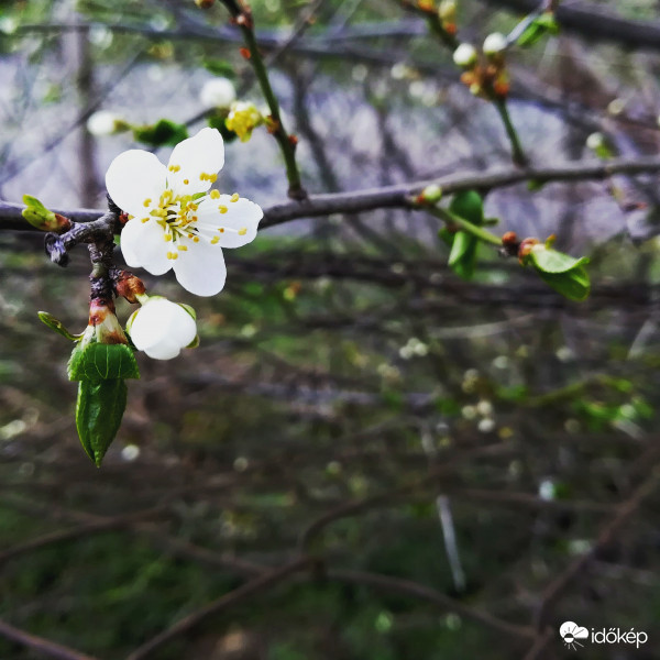 Virágzik a somfa... 